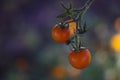 Fresh branch of yellow cherry tomatoes Royalty Free Stock Photo