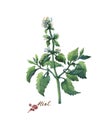 Fresh branche and leaves of mint peppermint.