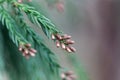 Branches of a Japanese red-cedar Cryptomeria japonica Royalty Free Stock Photo