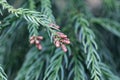 Branches of a Japanese red-cedar Cryptomeria japonica Royalty Free Stock Photo