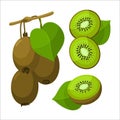 Fresh branches kiwi with leaf in cartoon style. Vector whole and parts sweet kiwi isolated on a white background Royalty Free Stock Photo