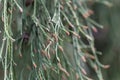 Branches of a Lawson cypress Chamaecyparis lawsoniana