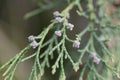 Branches of a Lawson cypress Chamaecyparis lawsoniana