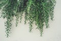 Fresh branches and leaves of rosemary in the vertical urban landscaping on the light wall. Spicy grass, spices. Background. Close Royalty Free Stock Photo