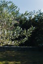 Fresh branches of olive tree in a garden