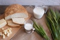 Fresh bread, milk and green ears of barley lie on a table Royalty Free Stock Photo