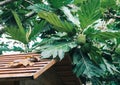 Fresh Breadfruit Artocarpus Altilis on a tree