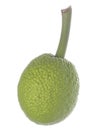 Fresh Breadfruit Isolated