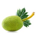 Fresh breadfruit isolated on a white background Royalty Free Stock Photo