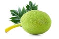 Fresh breadfruit isolated on a white background Royalty Free Stock Photo