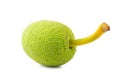 Fresh breadfruit isolated on a white background Royalty Free Stock Photo