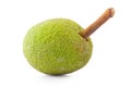Fresh breadfruit isolated on a white background Royalty Free Stock Photo