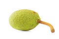 Fresh breadfruit isolated on a white background Royalty Free Stock Photo