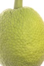 Fresh Breadfruit Macro Isolated