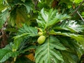 Fresh breadfruit and big green leaves