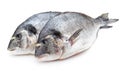 Fresh bream sea isolated on white background.