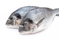 Fresh bream sea isolated on white background.