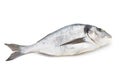 Fresh bream sea on white background.