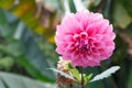 Fresh Bright Beautiful Pink Blooming Dahlia Wild Ornamental Flower. In the language of flowers, Dahlias represent dignity and stab