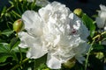 fresh bright blooming peonies flowers with dew drops on petals. white and pink bud Royalty Free Stock Photo