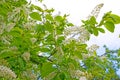 Fresh, bright, blossoming bird cherry against the sky.