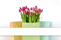 Fresh bright bouquet of pink tulip in white bucket. Beautiful greeting card. Spring holidas concept