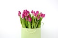 Fresh bright bouquet of pink tulip in white bucket. Beautiful greeting card. Spring holidas concept