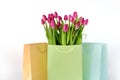 Fresh bright bouquet of pink tulip in white bucket. Beautiful greeting card. Spring holidas concept