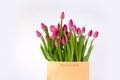 Fresh bright bouquet of pink tulip in white bucket. Beautiful greeting card. Spring holidas concept