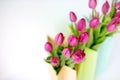 Fresh bright bouquet of pink tulip in white bucket. Beautiful greeting card. Spring holidas concept