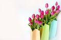 Fresh bright bouquet of pink tulip in white bucket. Beautiful greeting card. Spring holidas concept