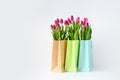 Fresh bright bouquet of pink tulip in white bucket. Beautiful greeting card. Spring holidas concept