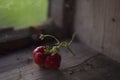 Fresh and bright branch of strawberries Royalty Free Stock Photo