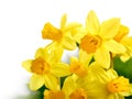 Fresh bright daffodils isolated on white Royalty Free Stock Photo