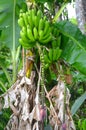 Fresh bright green bananas growing on Puerto Rican farm, healthy banana tree with full crop Royalty Free Stock Photo