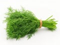 Fresh, bright green bunch of dill isolated on a clean white background. Shopping trip, local market. Royalty Free Stock Photo