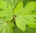 Fig tree fresh green spring leaves. Royalty Free Stock Photo