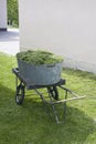 Fresh bright green grass, hay cut in a cart in the yard summer sunny day Royalty Free Stock Photo