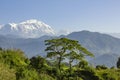 Fresh bright green grass and a tree against the backdrop of a mountain valley with wooded slopes and the snowy peak of Annapurna Royalty Free Stock Photo