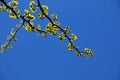 Fresh bright green leaves of ginkgo biloba against the blue sky. Branches of a ginkgo tree in the botanical garden of the Dnieper Royalty Free Stock Photo