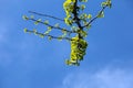 Fresh bright green leaves of ginkgo biloba against the blue sky. Branches of a ginkgo tree in the botanical garden of the Dnieper Royalty Free Stock Photo
