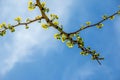 Fresh bright green leaves of ginkgo biloba against the blue sky. Branches of a ginkgo tree in the botanical garden of the Dnieper Royalty Free Stock Photo