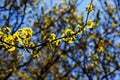 Fresh bright green leaves of ginkgo biloba against the blue sky. Branches of a ginkgo tree in the botanical garden of the Dnieper Royalty Free Stock Photo