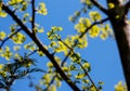 Fresh bright green leaves of ginkgo biloba against the blue sky. Branches of a ginkgo tree in the botanical garden of the Dnieper Royalty Free Stock Photo