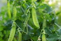 Fresh bright green pea pod on a pea plant in the garden. Growing peas outdoors. The concept of an organic farm Royalty Free Stock Photo