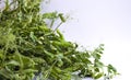 Fresh bright green pea pods on pea plants on a white background. Royalty Free Stock Photo