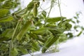 Fresh bright green pea pods on pea plants on a white background. Royalty Free Stock Photo