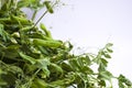 Fresh bright green pea pods on pea plants on a white background. Royalty Free Stock Photo