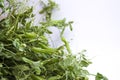 Fresh bright green pea pods on pea plants on a white background. Royalty Free Stock Photo