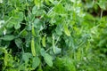 Fresh bright green pea pods on peas in the garden. Growing peas outdoors. Organic farming, healthy food, BIO viands Royalty Free Stock Photo